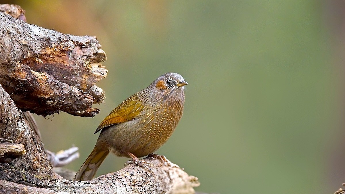 Streaked Laughingthrush - ML647688039