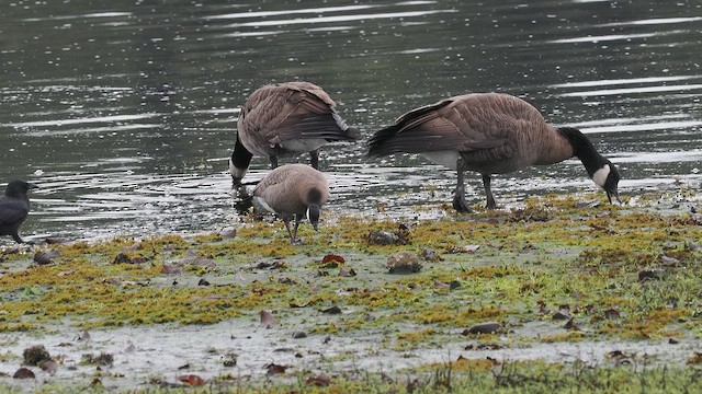 Cackling Goose - ML647688067