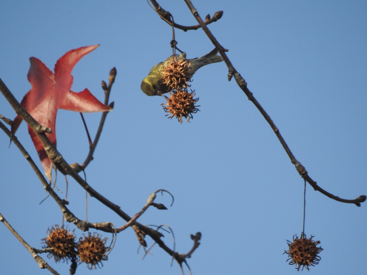 Black-chinned Siskin - ML647688079