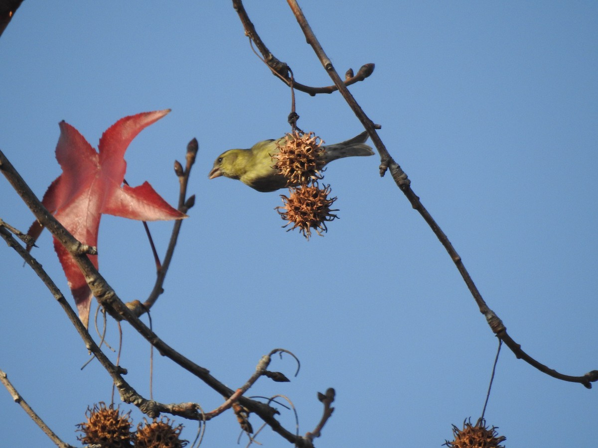 Black-chinned Siskin - ML647688080