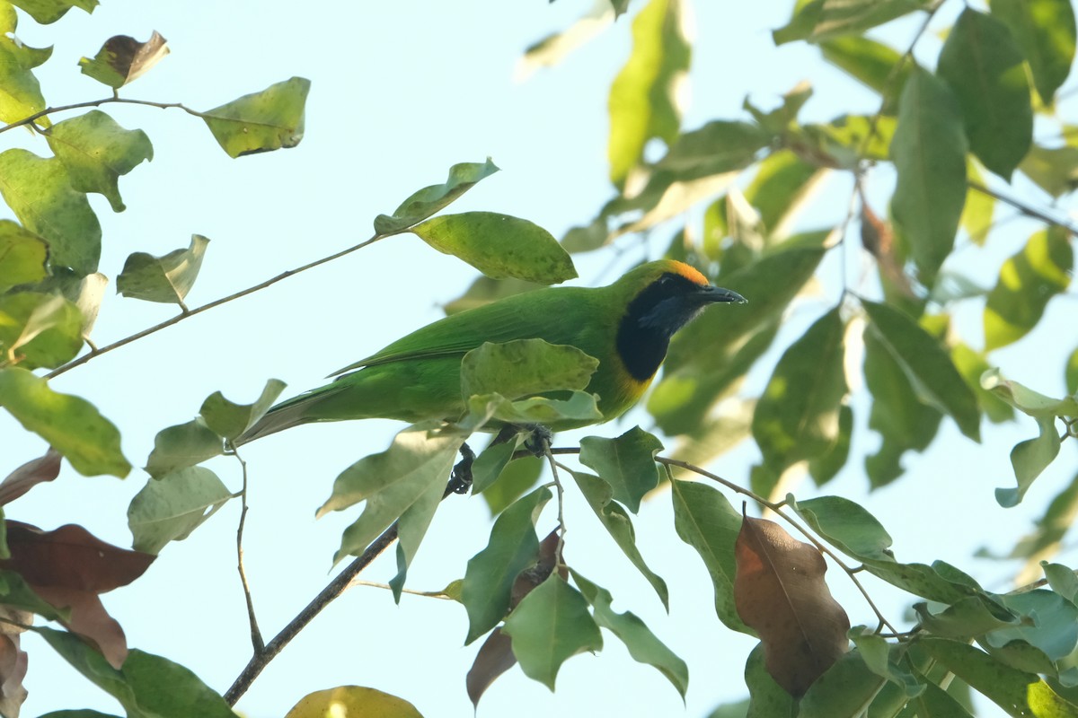 Golden-fronted Leafbird - ML647688119