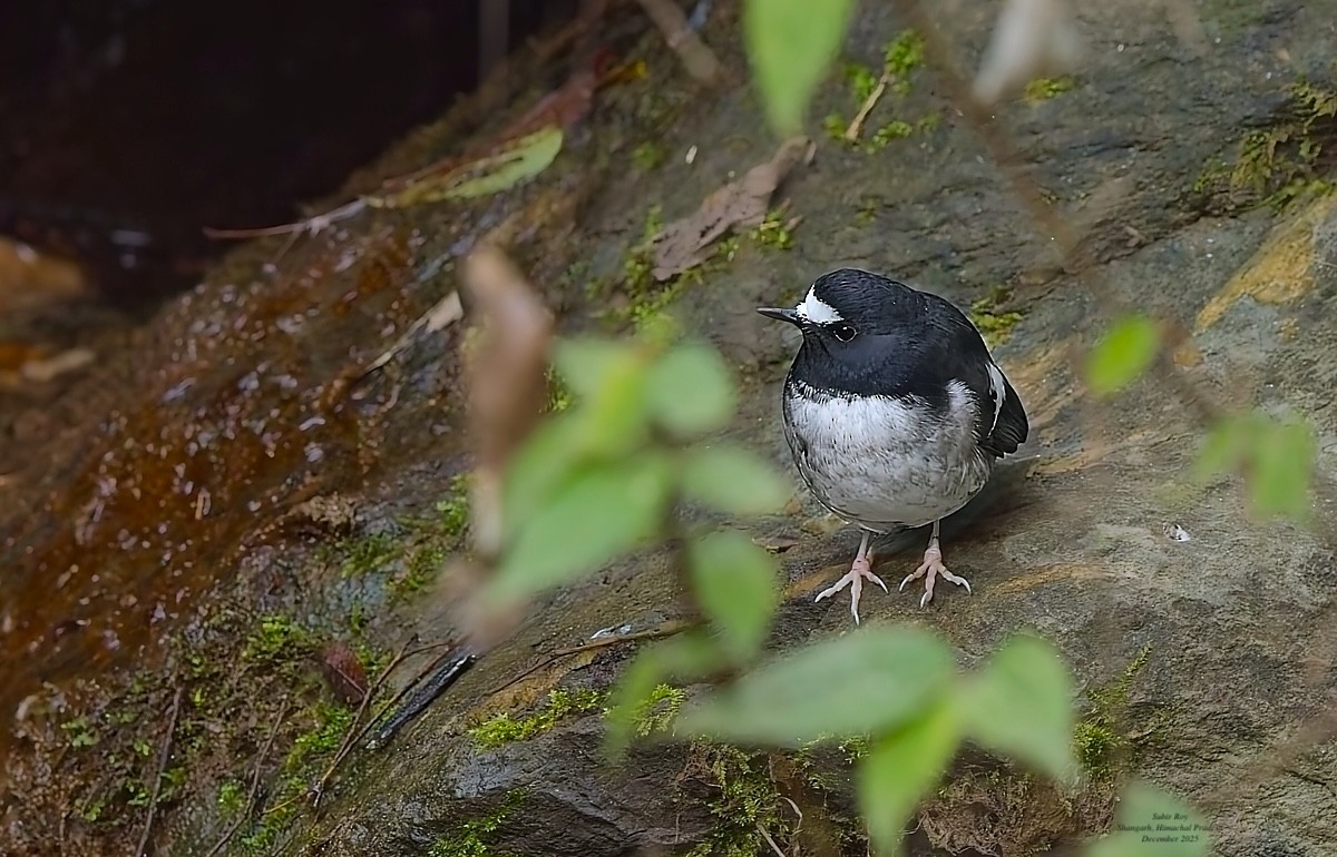 Little Forktail - ML647688125
