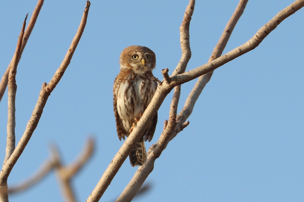 Pearl-spotted Owlet - ML647688141