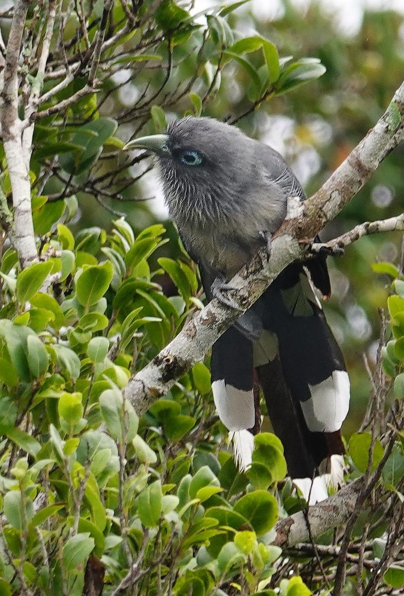 Blue-faced Malkoha - ML647688158