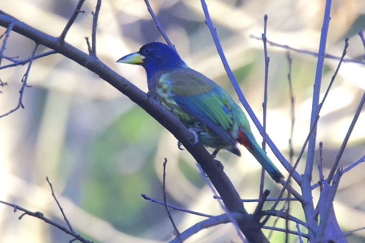 Great Barbet - ML647688159