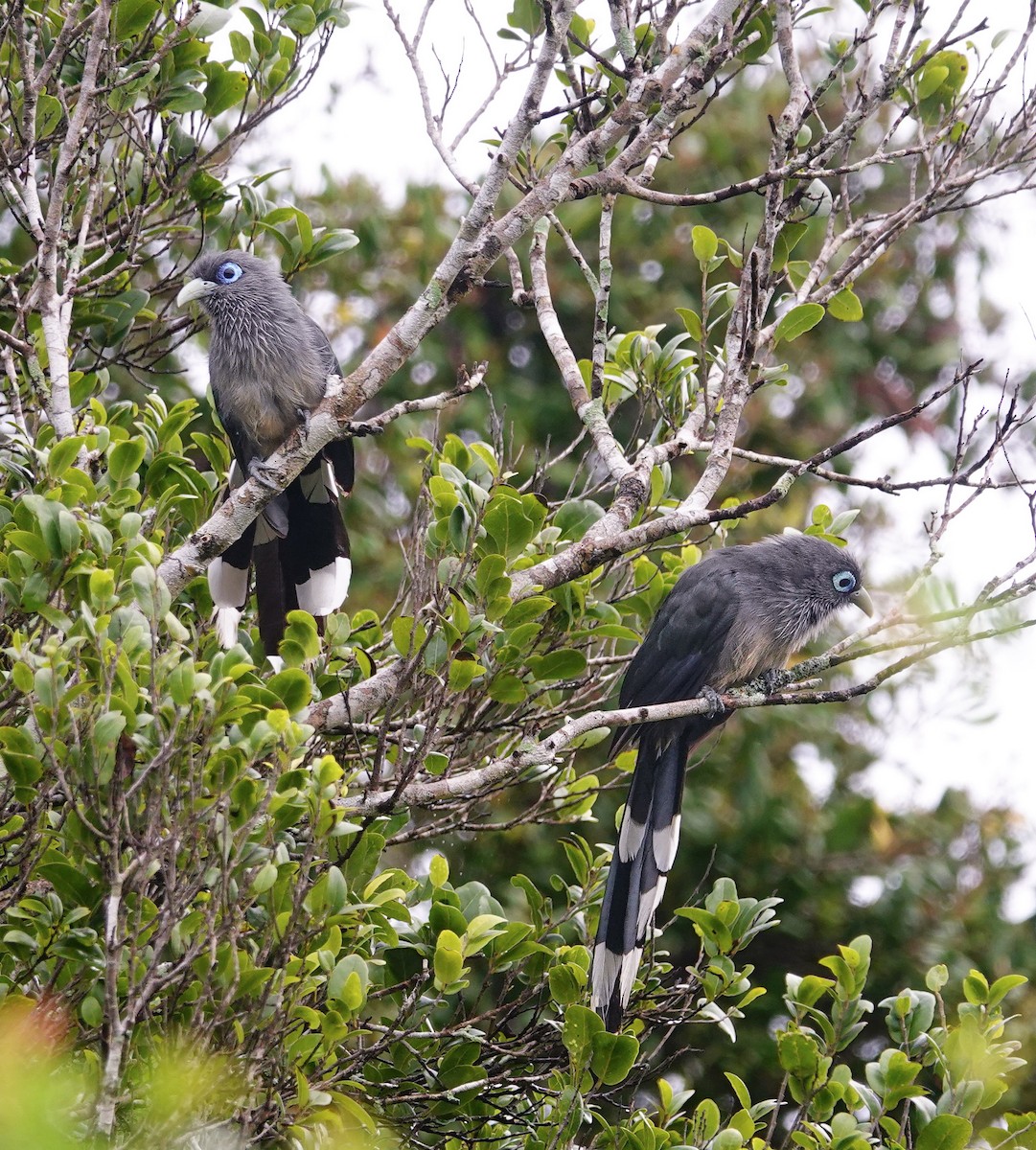 Blue-faced Malkoha - ML647688160