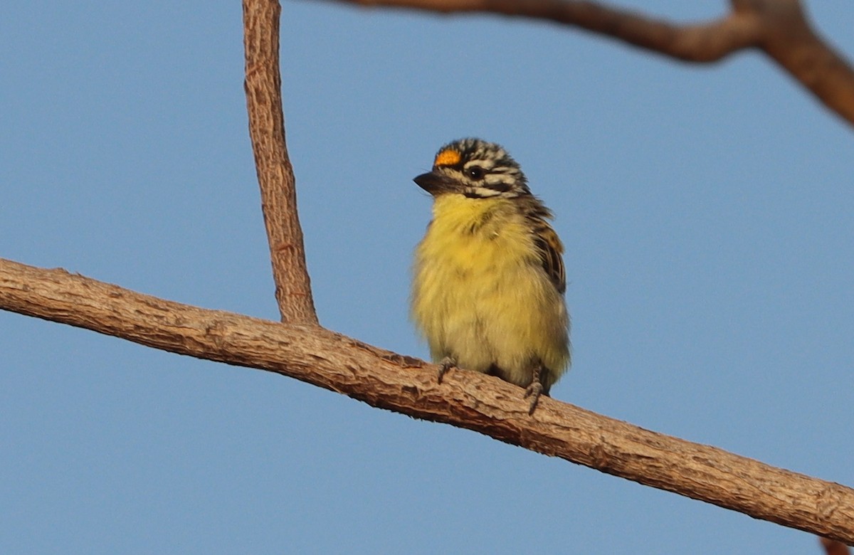 キビタイヒメゴシキドリ - ML647688163