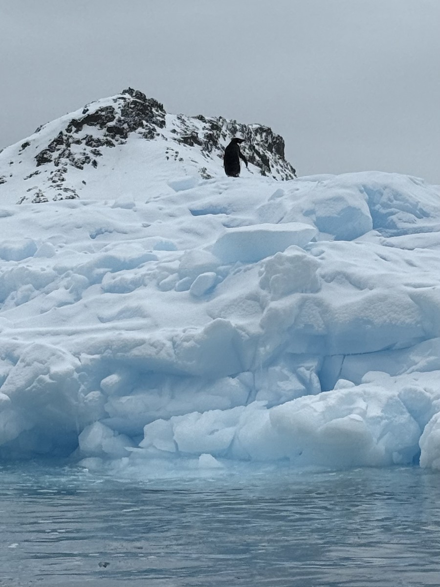 Adelie Penguin - ML647688177