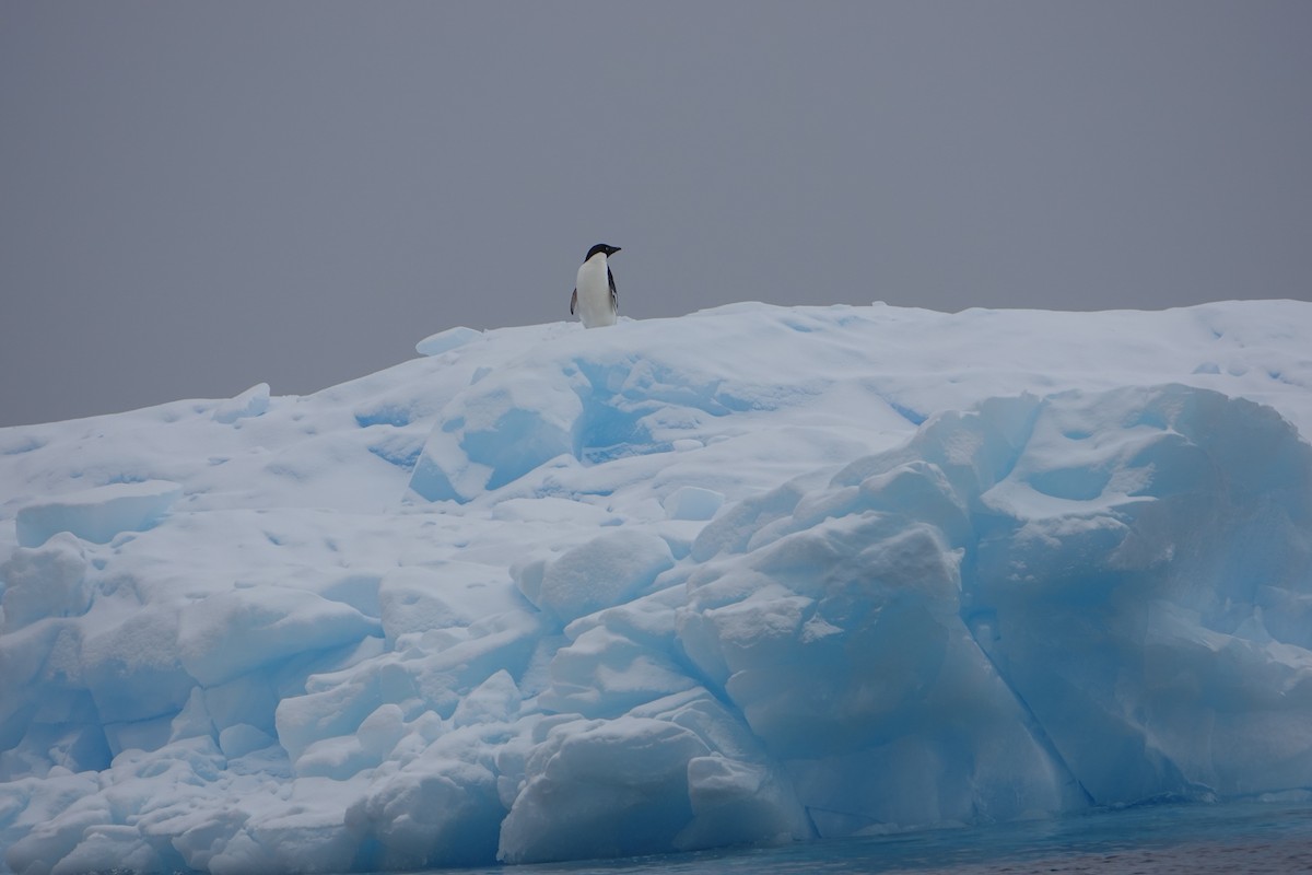 Adelie Penguin - ML647688178