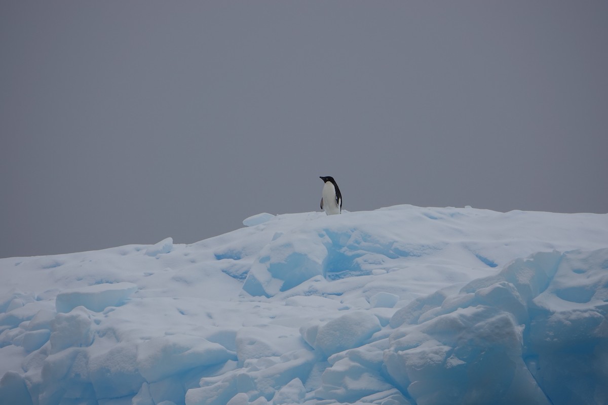 Adelie Penguin - ML647688183