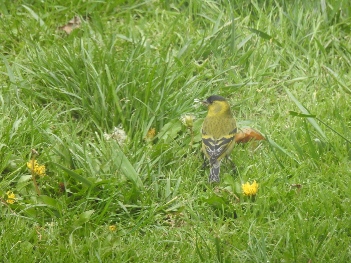 Black-chinned Siskin - ML647688184