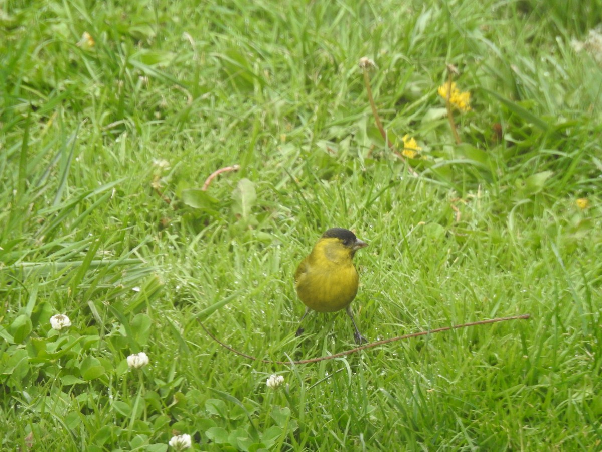Black-chinned Siskin - ML647688185