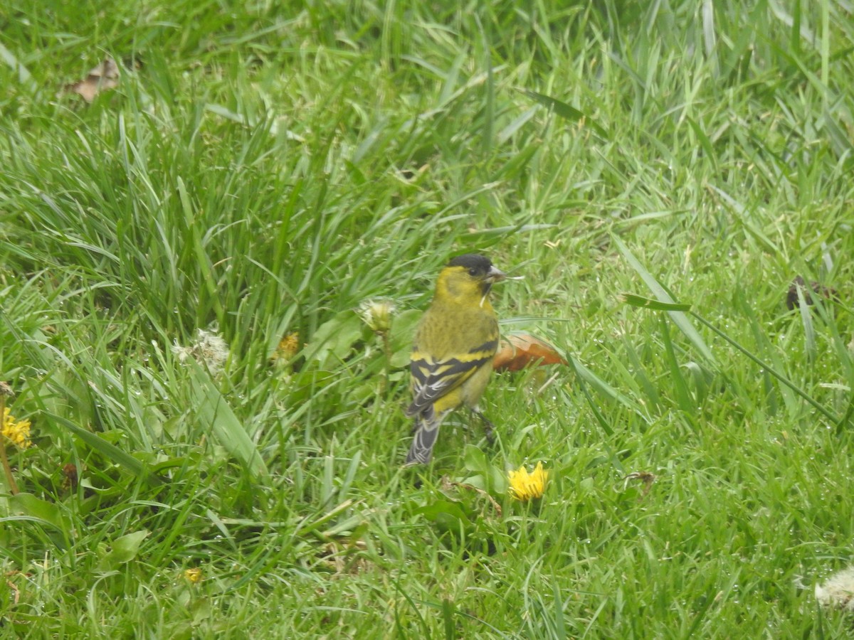 Black-chinned Siskin - ML647688186