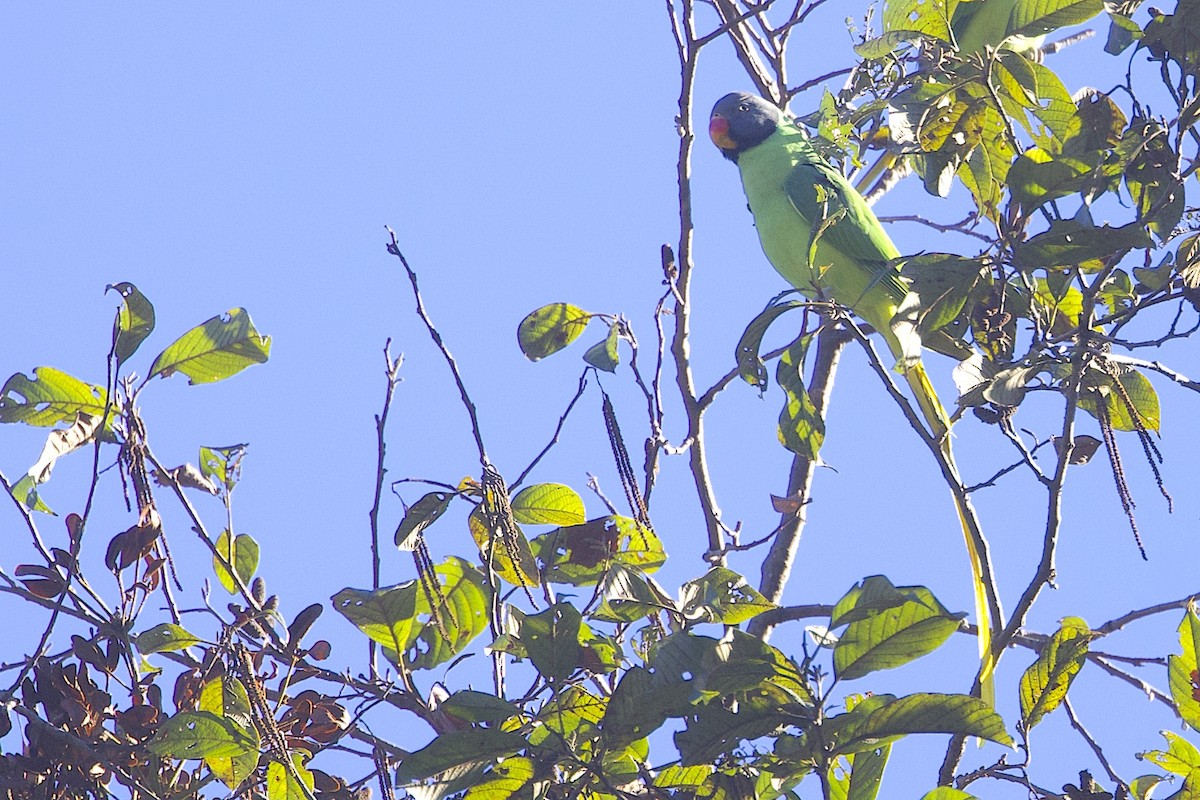 himalayaparakitt - ML647688187