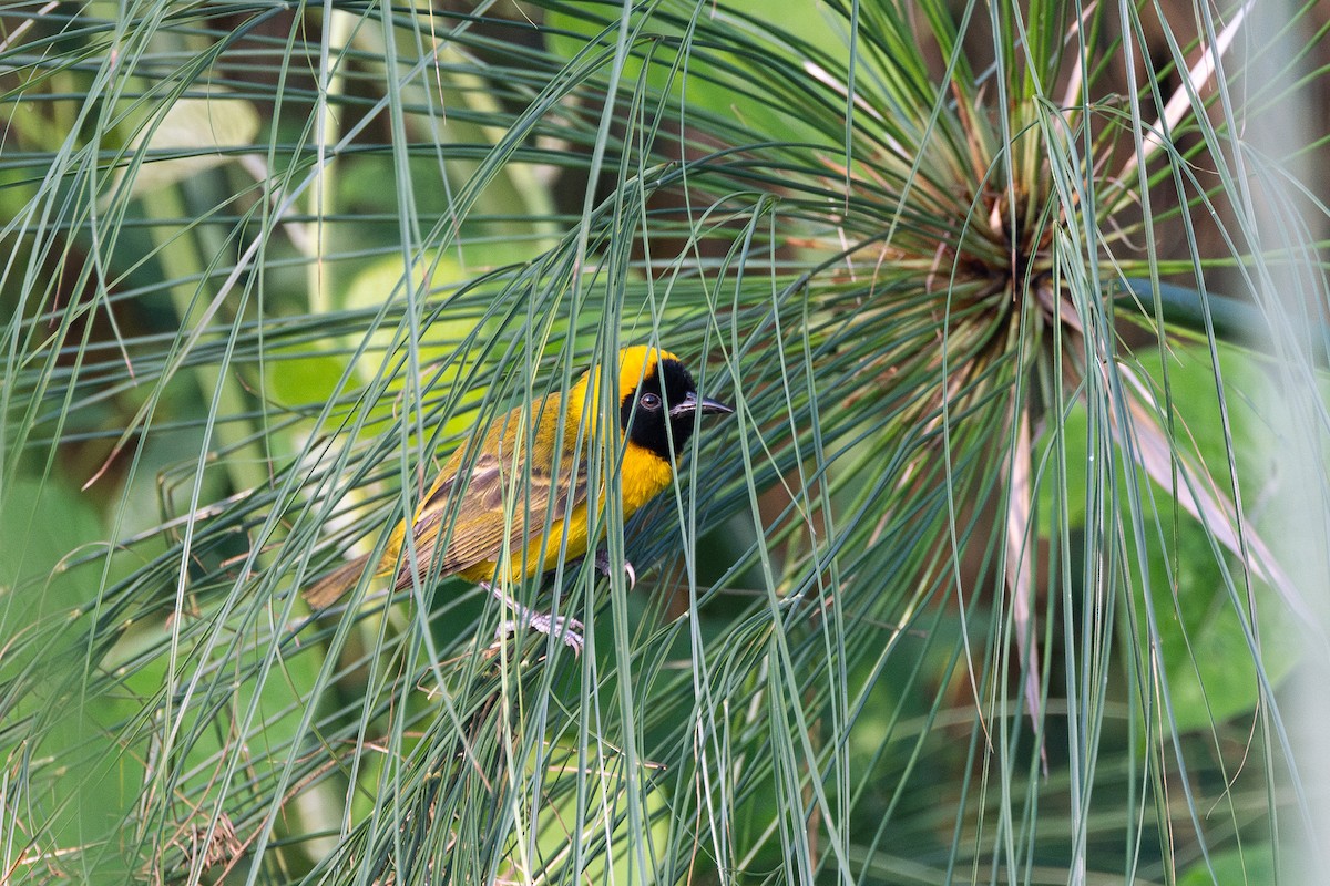 Slender-billed Weaver - ML647688191