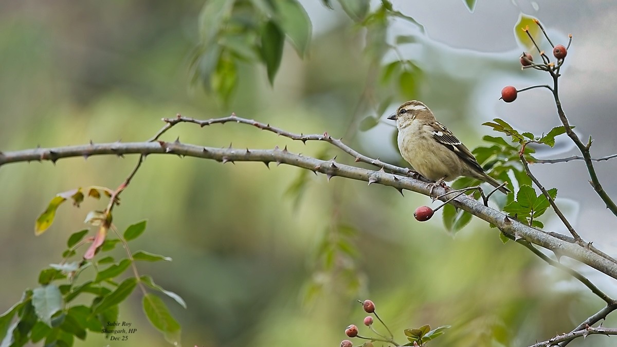Russet Sparrow - ML647688212