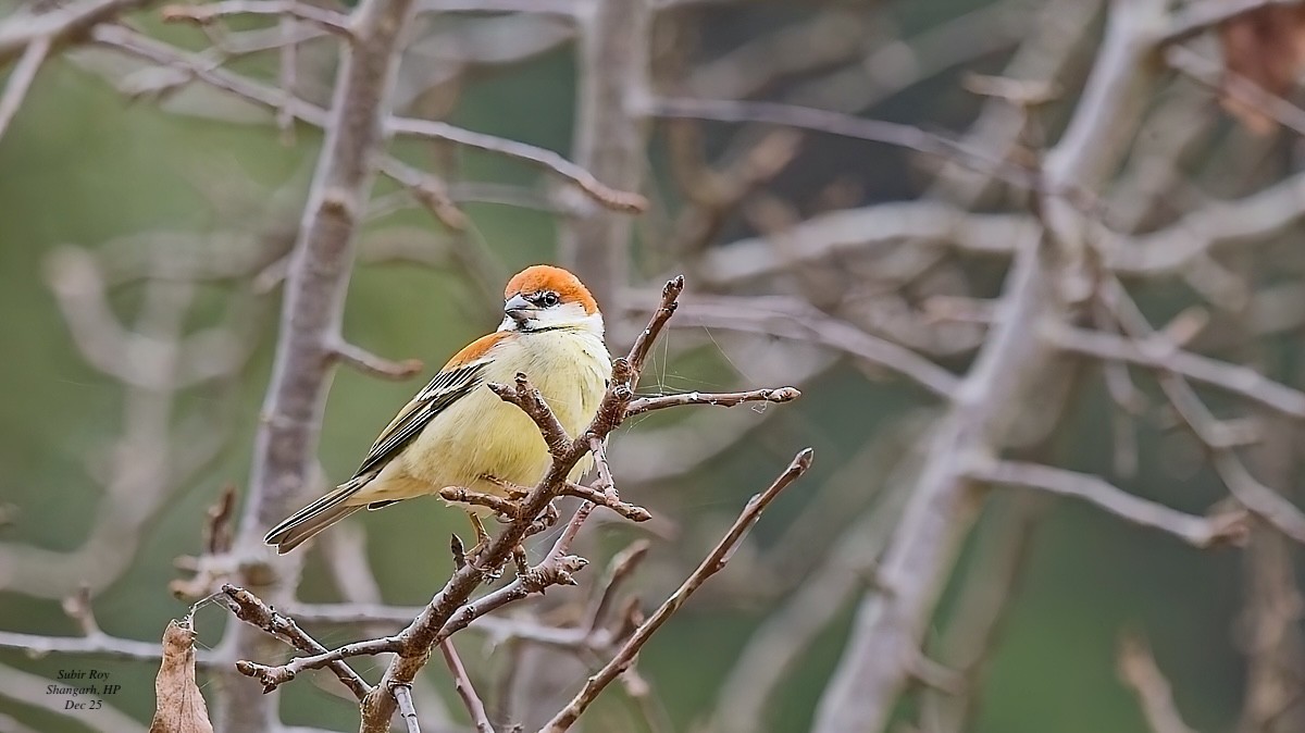 Russet Sparrow - ML647688213