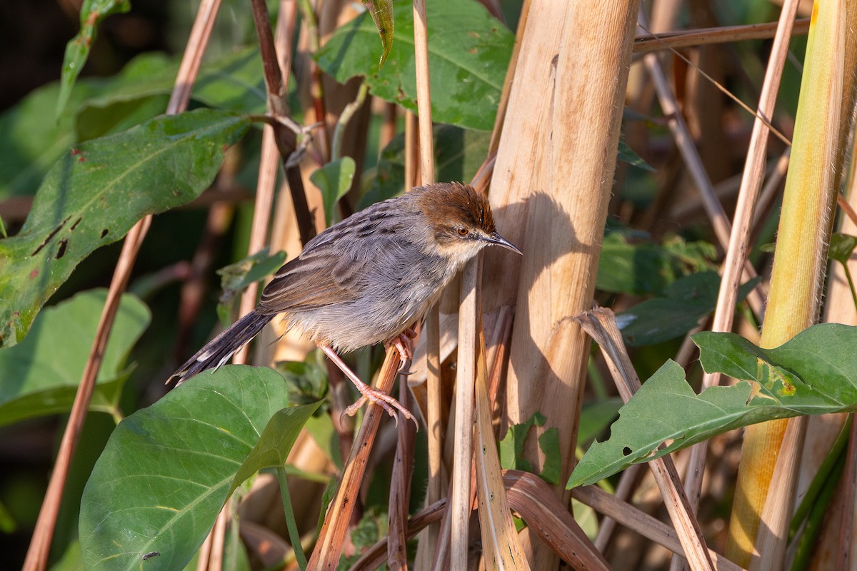 Carruthers's Cisticola - ML647688240