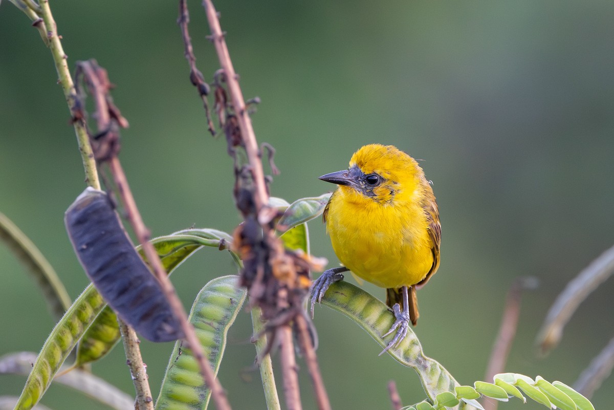 Slender-billed Weaver - ML647688247