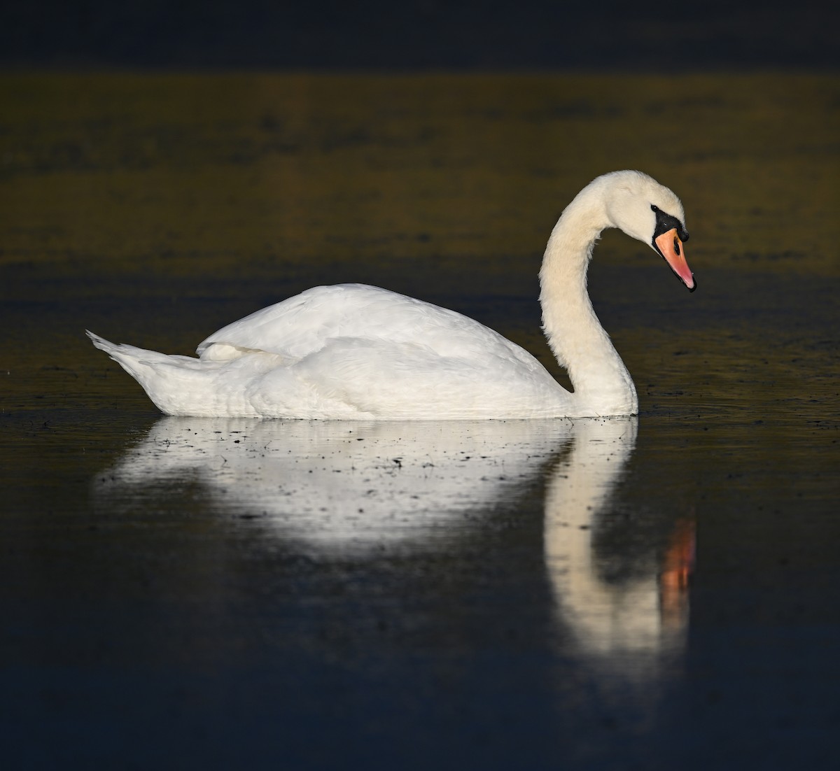 Лебідь-шипун - ML647688261