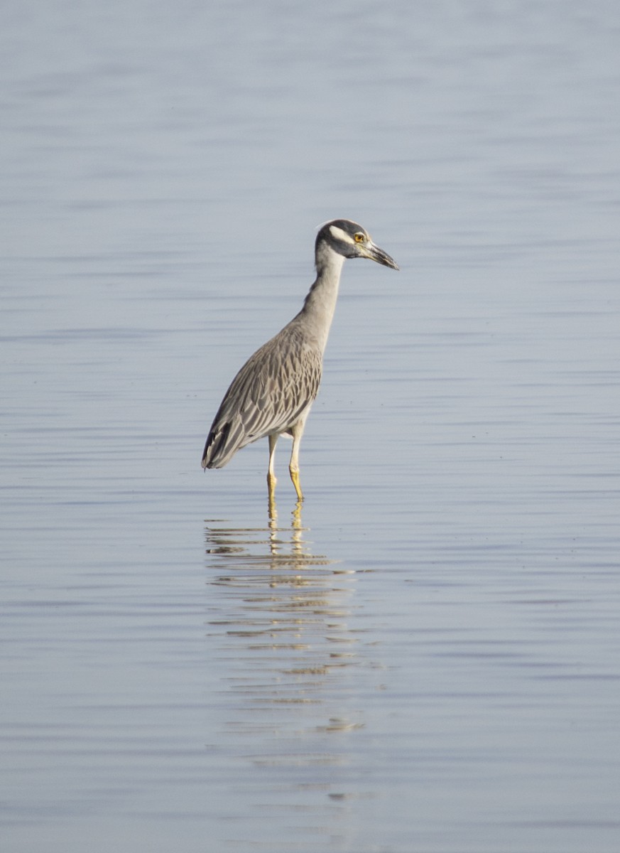 Yellow-crowned Night Heron - ML647688282