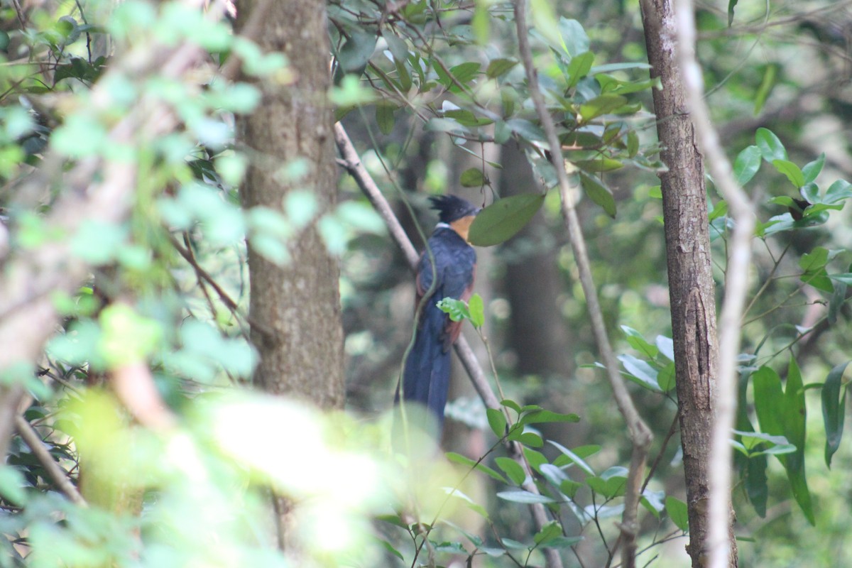 Chestnut-winged Cuckoo - ML647688290