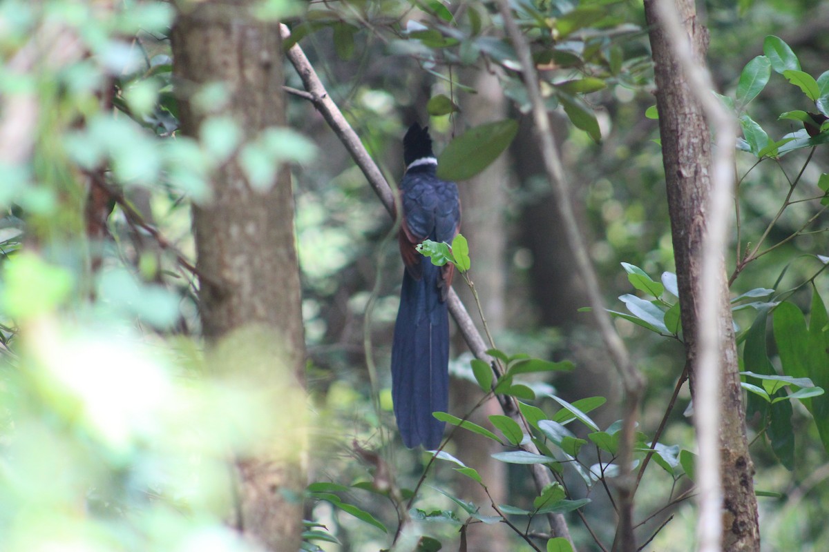 Chestnut-winged Cuckoo - ML647688291