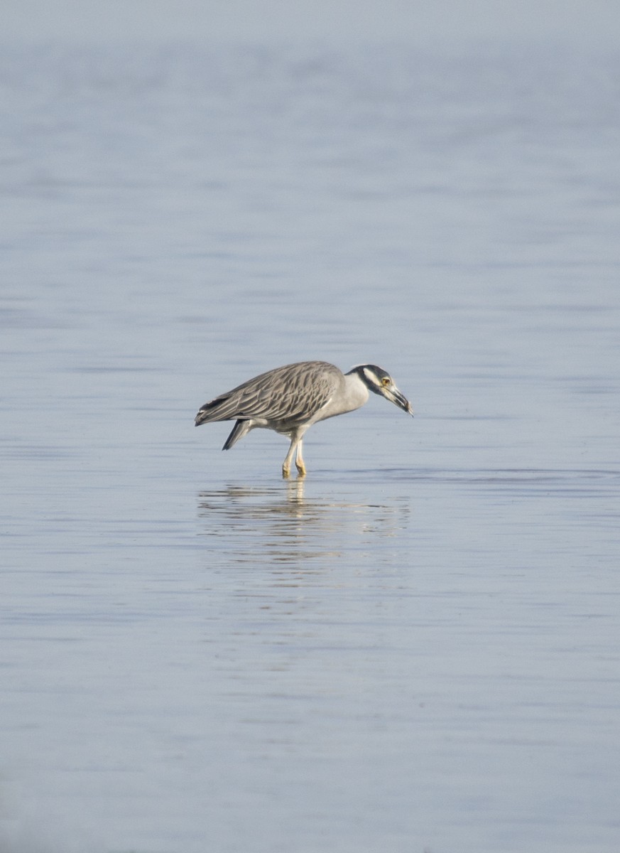 Yellow-crowned Night Heron - ML647688295