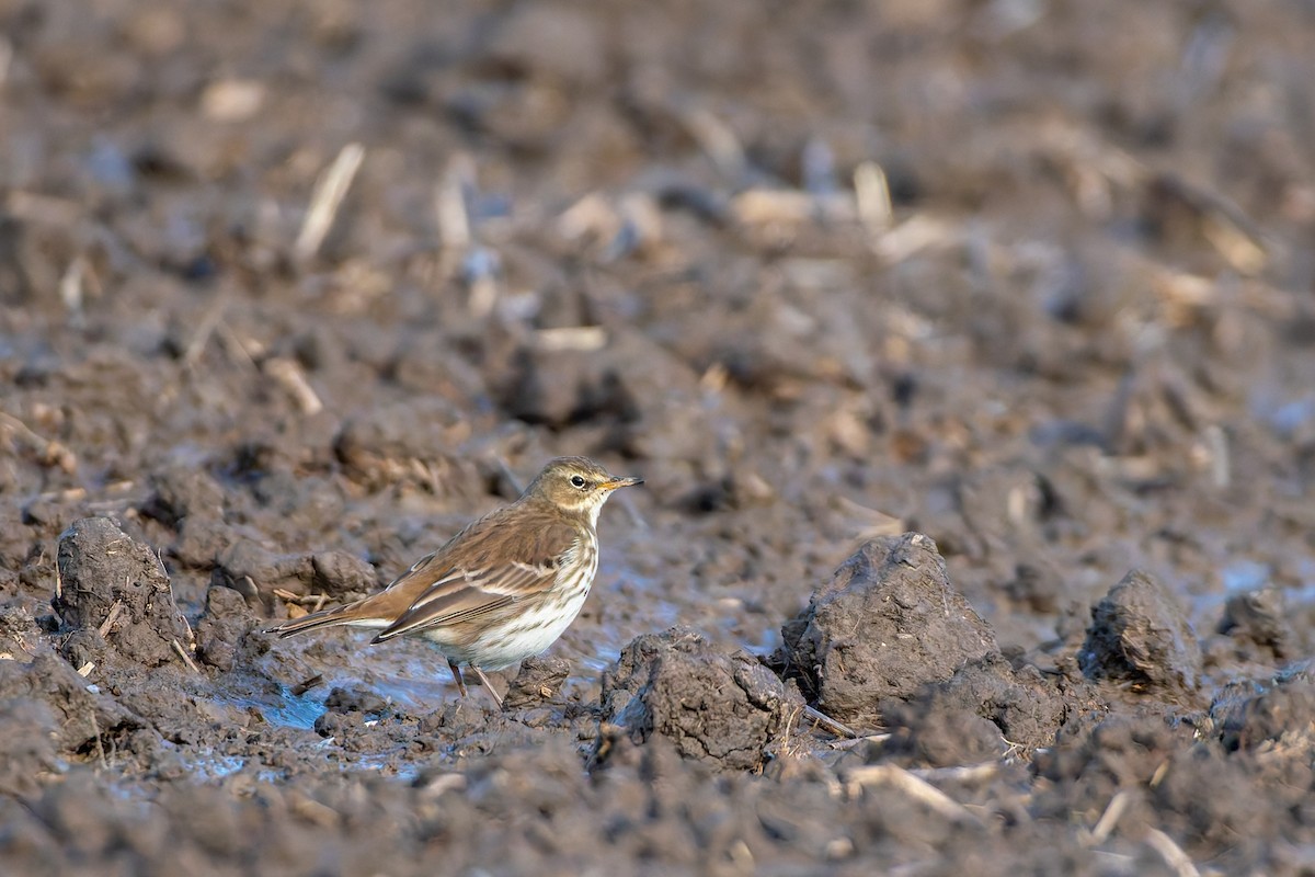 Water Pipit - ML647688301
