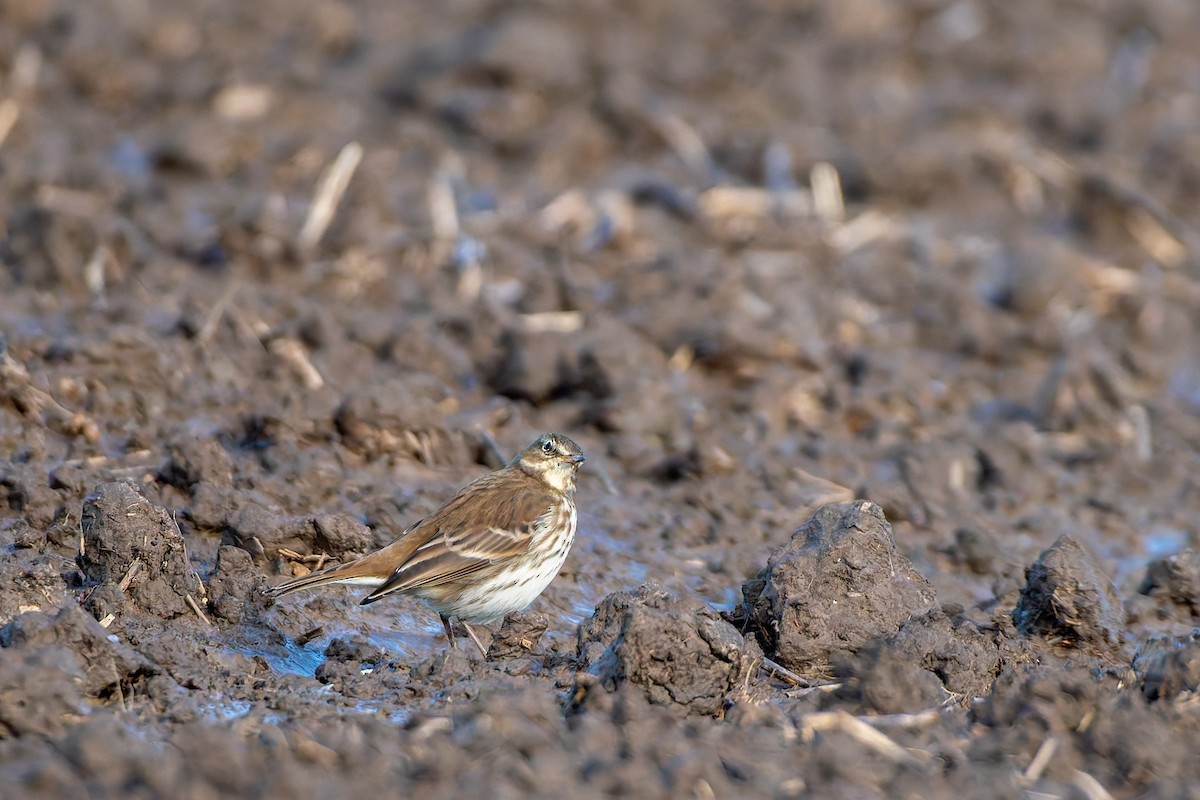Water Pipit - ML647688303