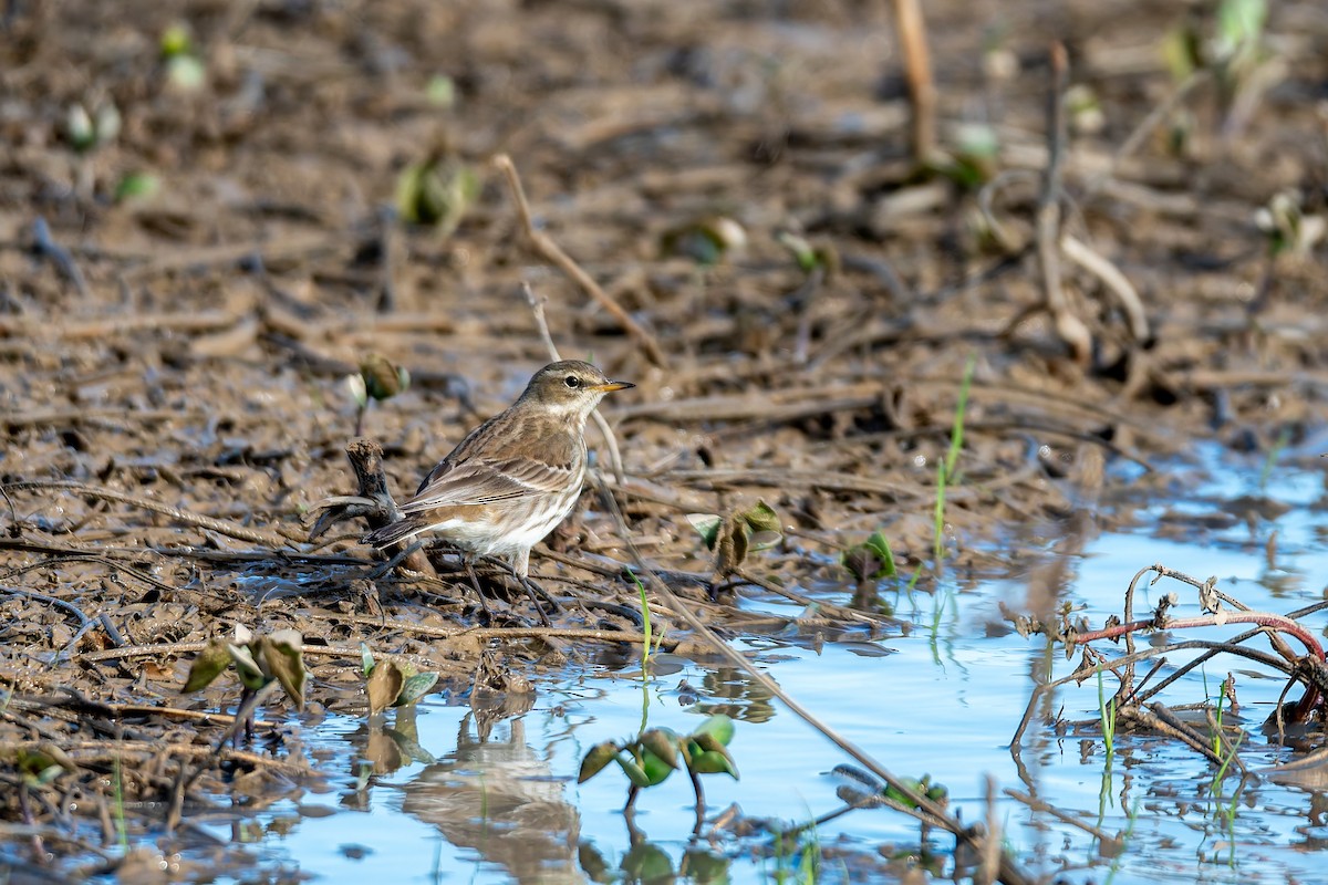 Water Pipit - ML647688304