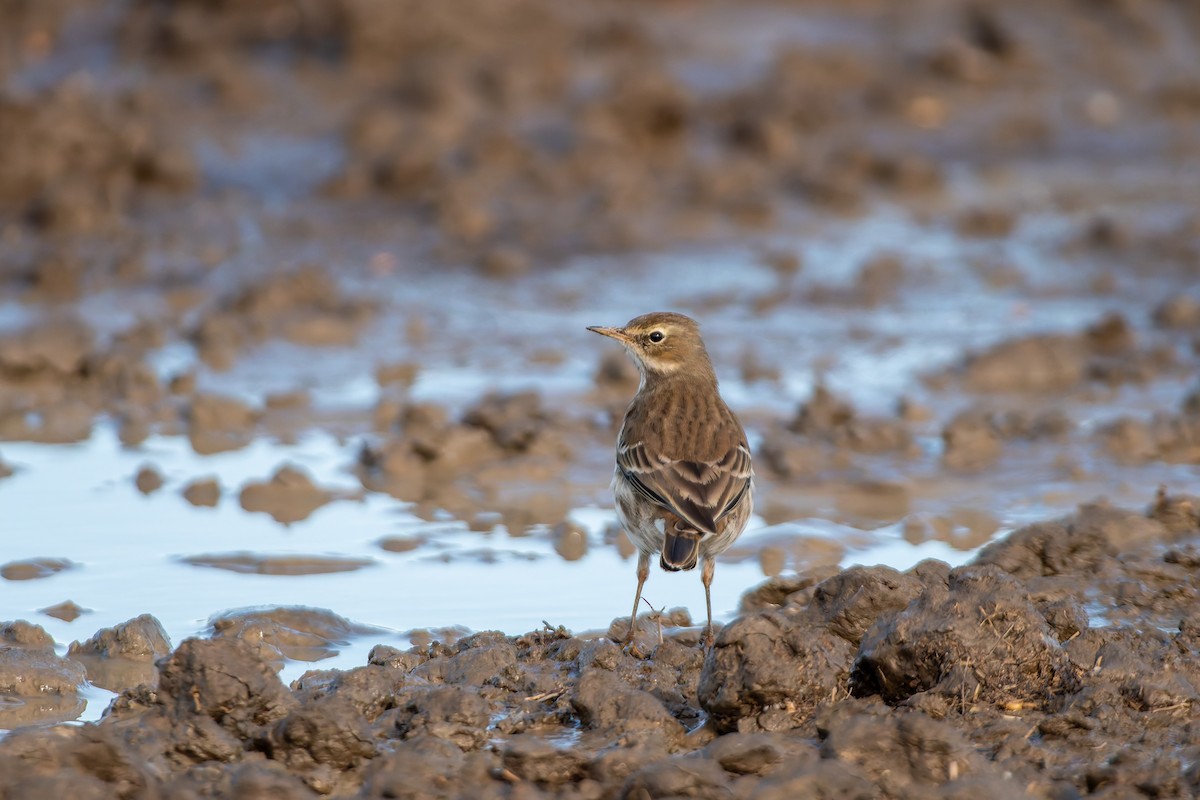 Water Pipit - ML647688305