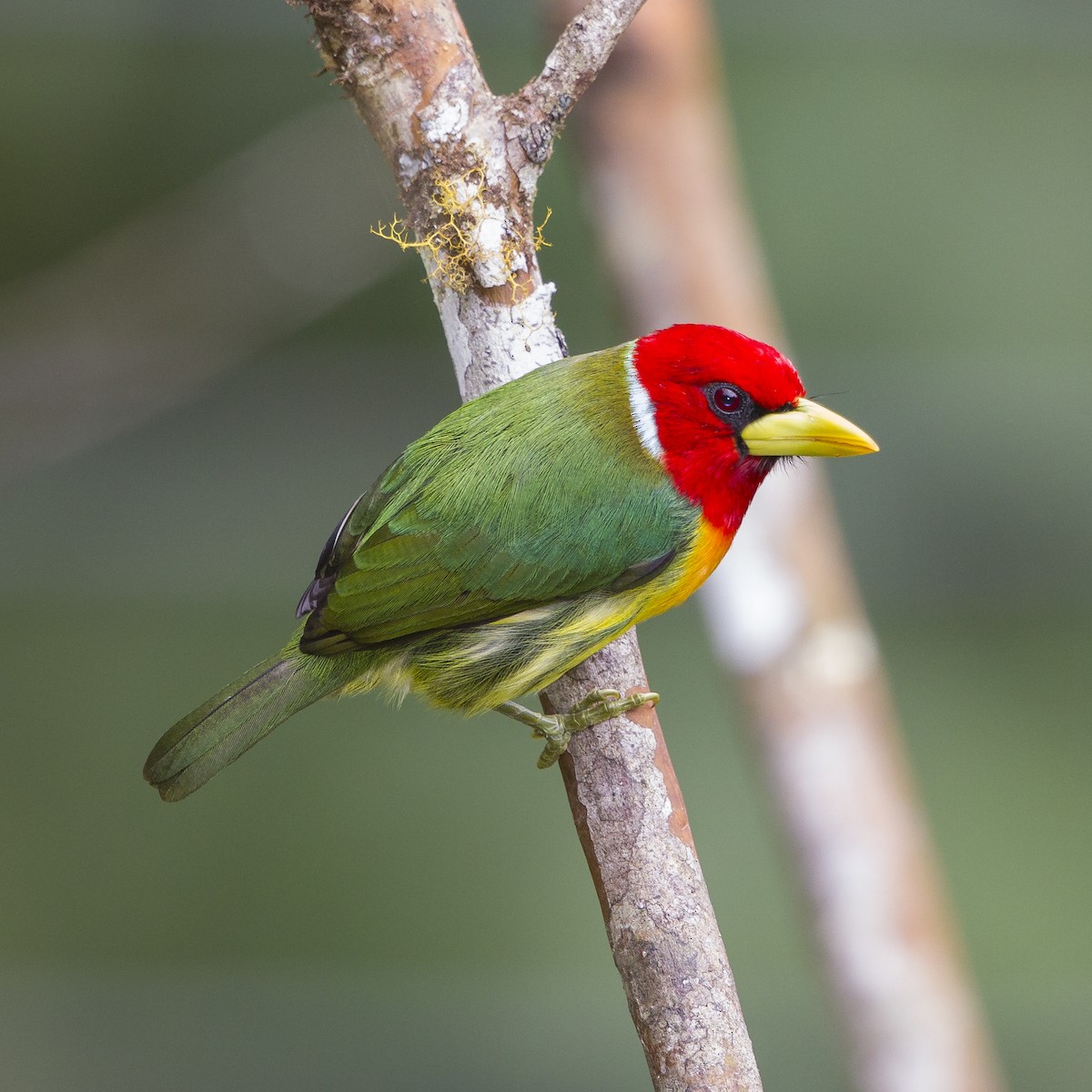 Red-headed Barbet - Peter Hawrylyshyn