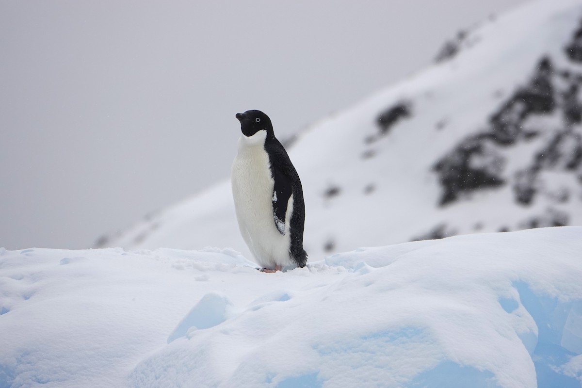 Adelie Penguin - ML647688322