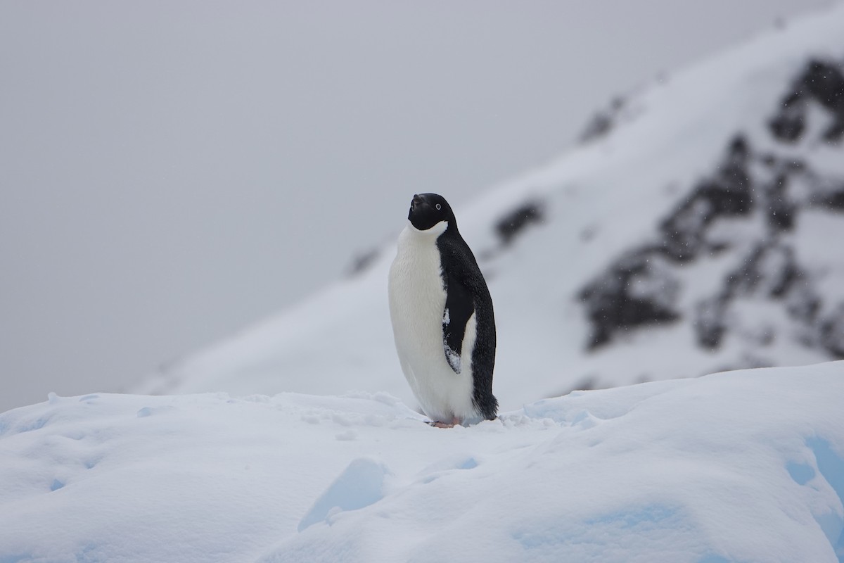Adelie Penguin - ML647688325
