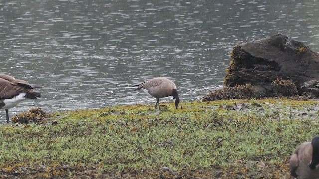 Cackling Goose - ML647688329