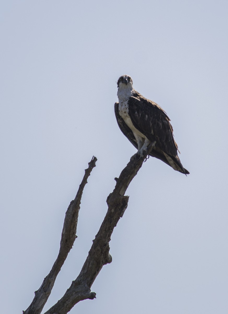 Osprey - ML647688335