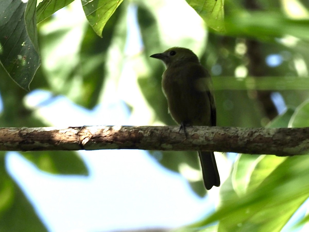 Palm Tanager - ML647688339