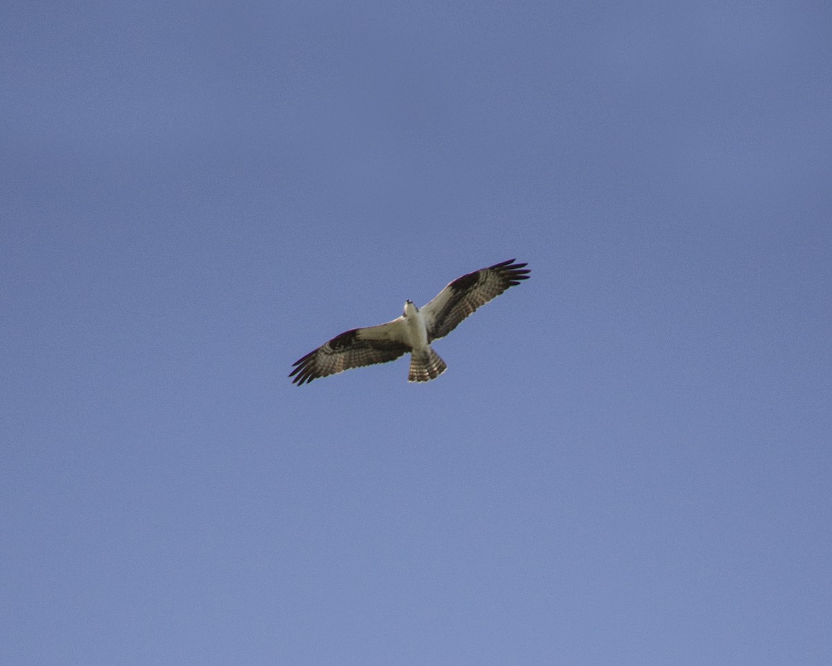 Osprey - ML647688341