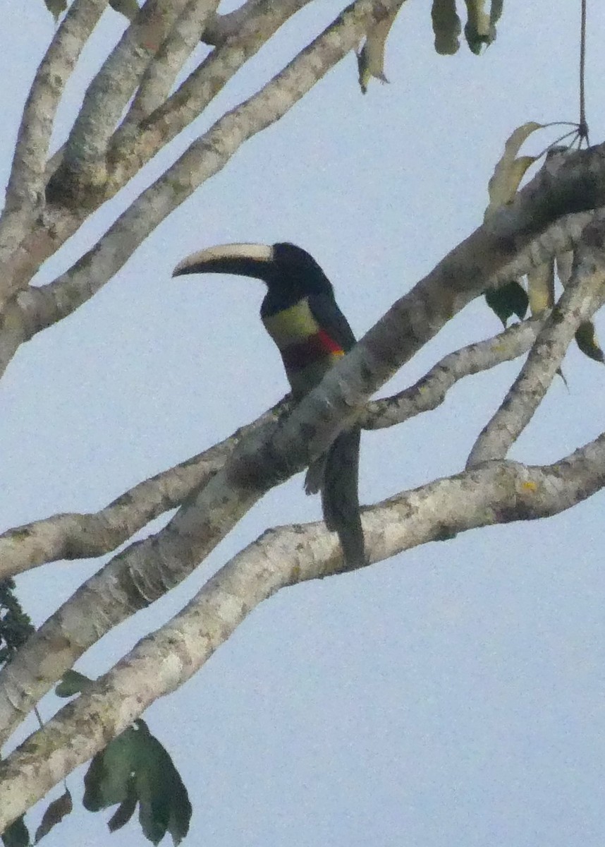 Black-necked Aracari - ML647688343