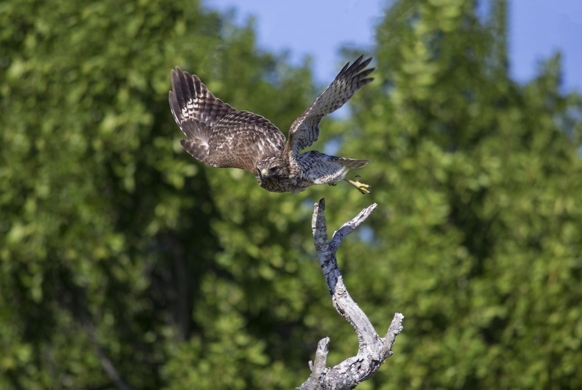 Red-shouldered Hawk - ML647688344