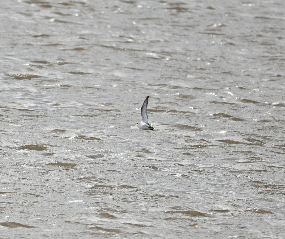 Red Phalarope - ML647688345