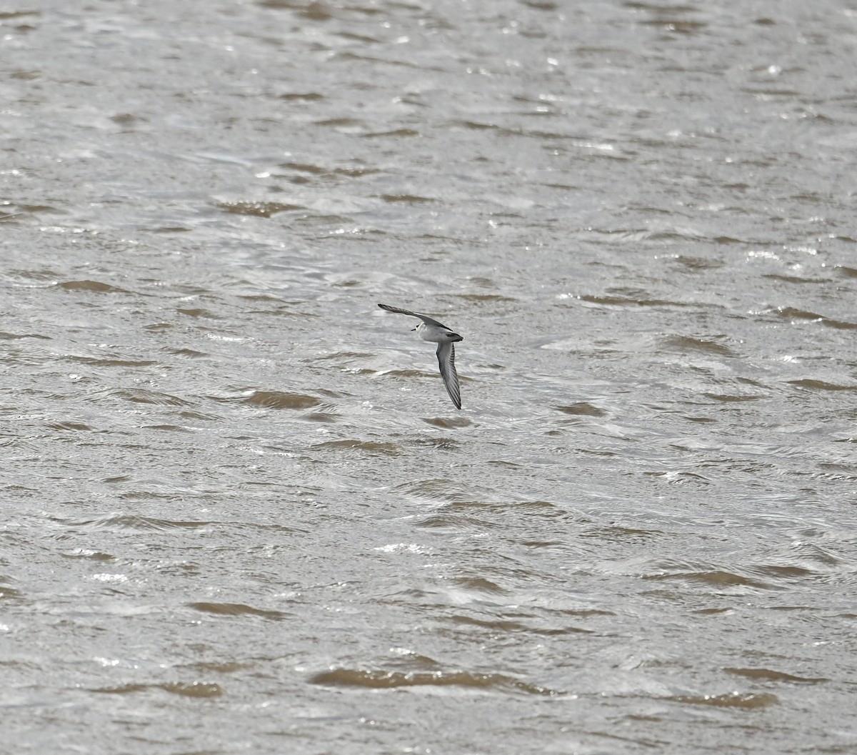 Red Phalarope - ML647688346