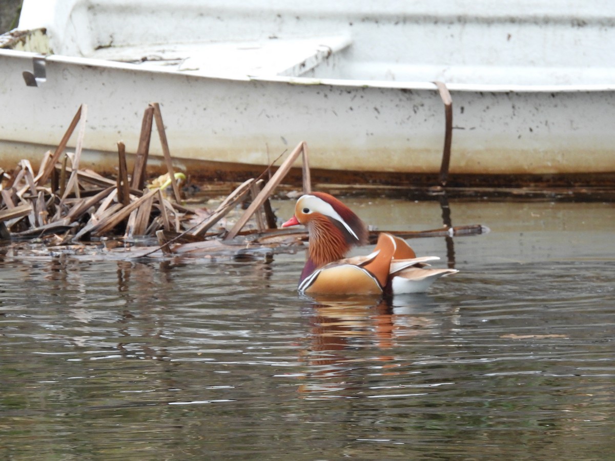 Mandarin Duck - ML647688347