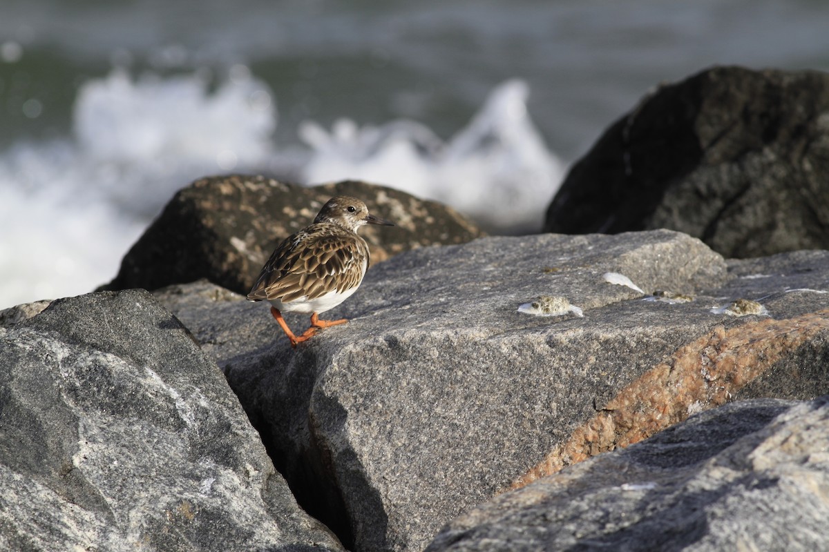 Ruddy Turnstone - ML647688348