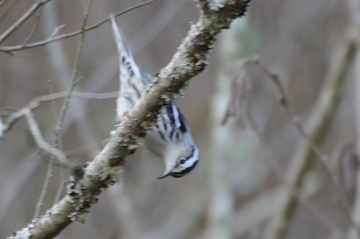 Black-and-white Warbler - ML647688351
