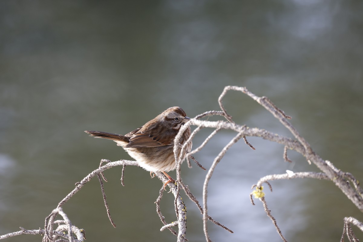 Song Sparrow - ML647688352