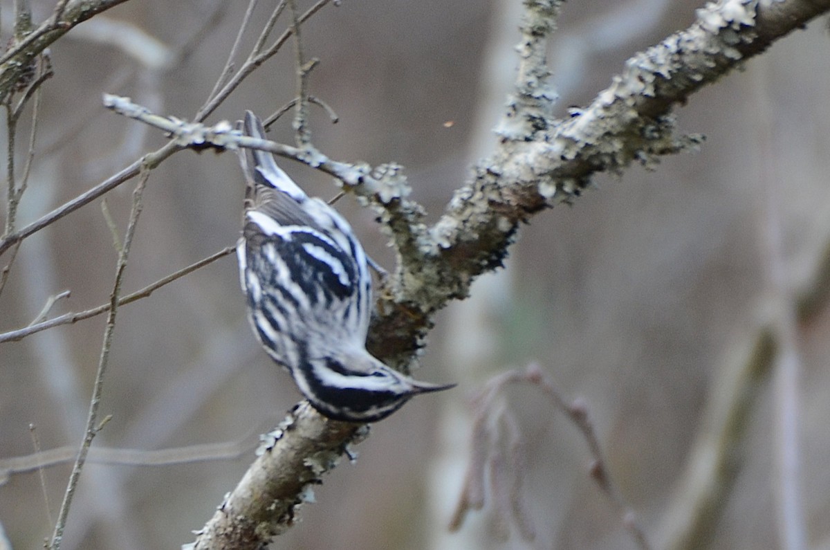 Black-and-white Warbler - ML647688353