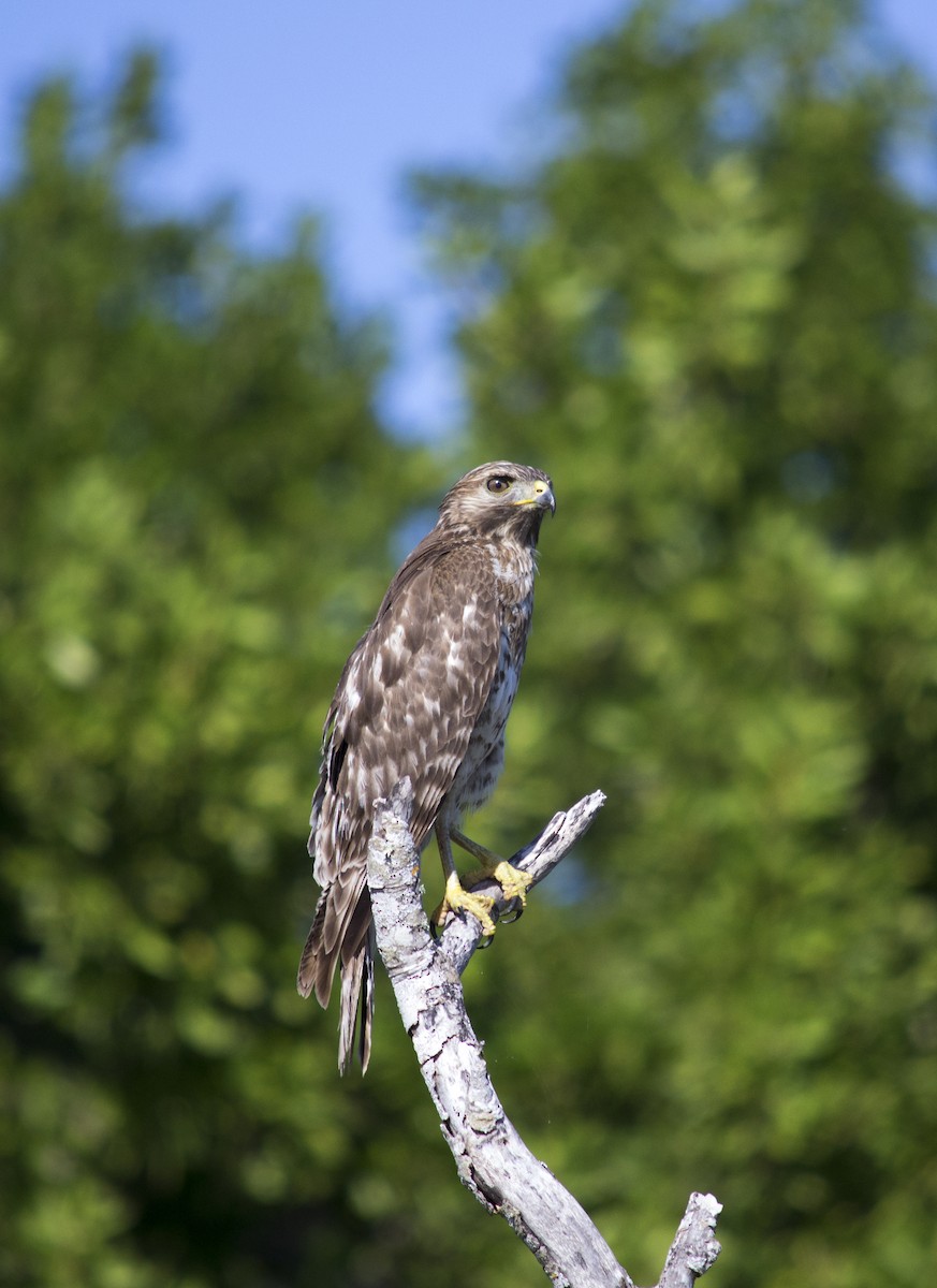 Red-shouldered Hawk - ML647688354