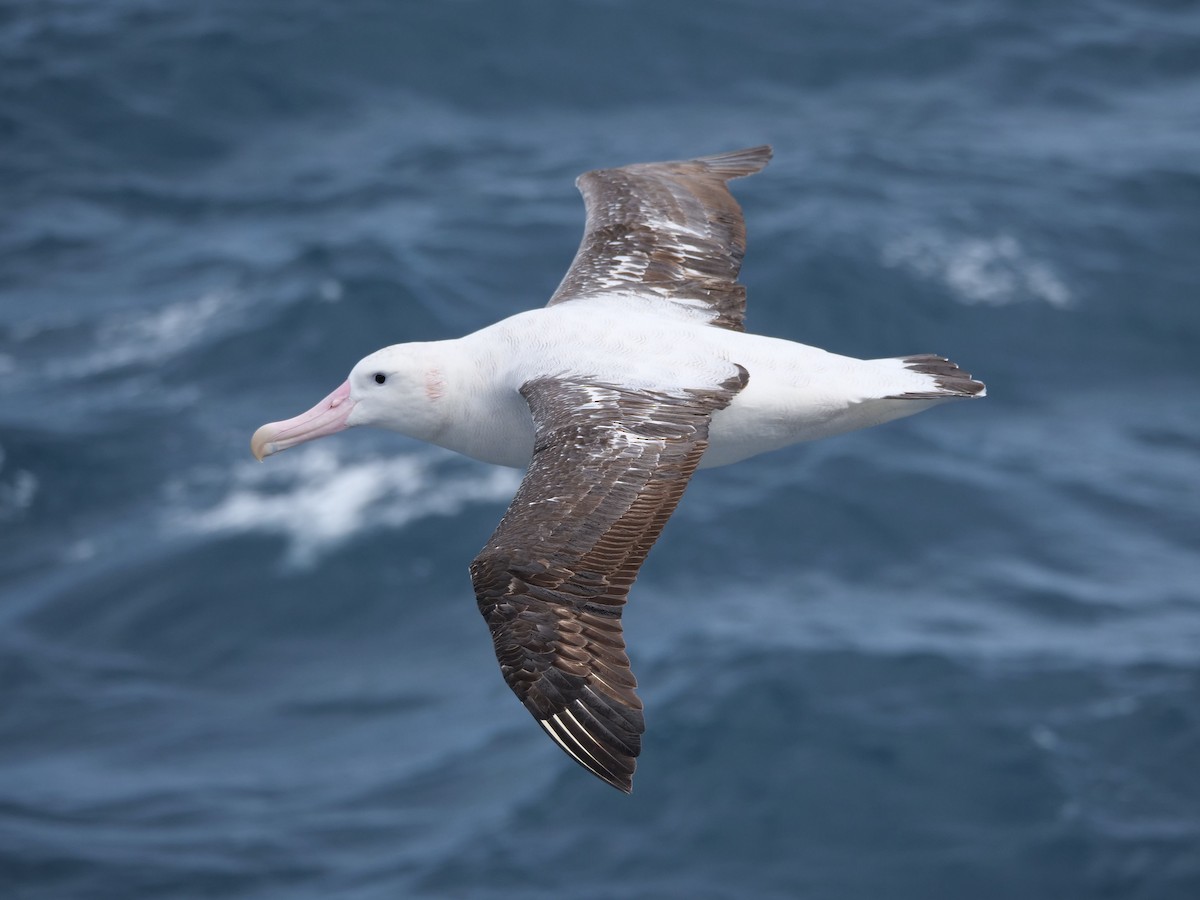 Snowy Albatross - ML647688356